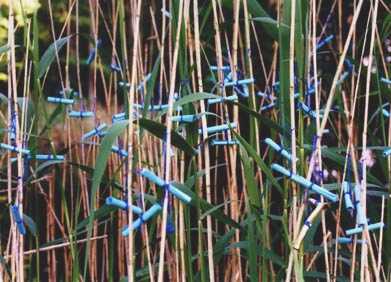 Salah Saouli - Installationen